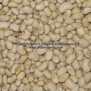 Cream 8 Southern Pea
