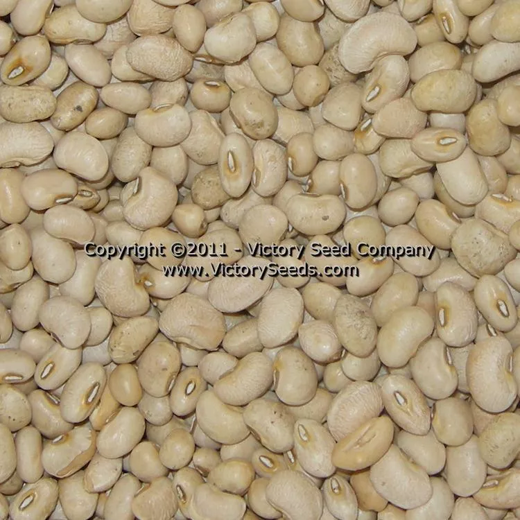 Cream 8 Southern Pea