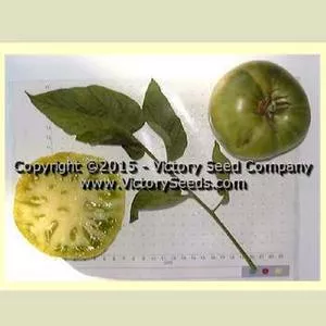 Green Giant Tomato