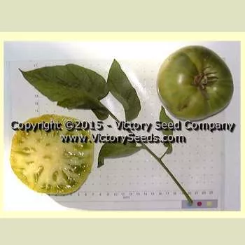 Green Giant Tomato