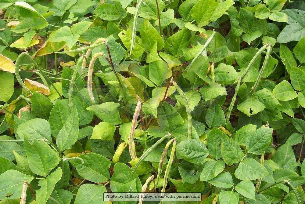 Big Boy Southern Pea