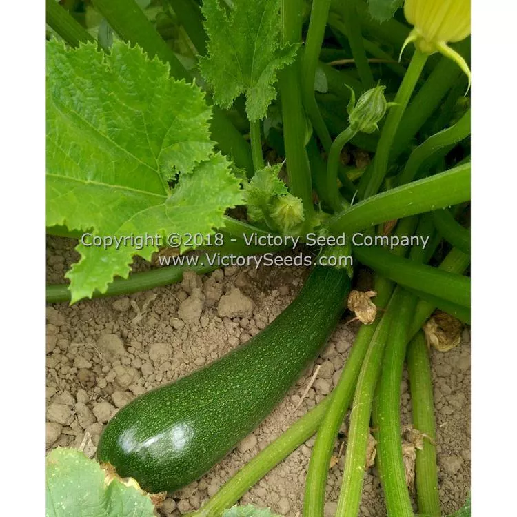 Black Beauty Zucchini Summer Squash
