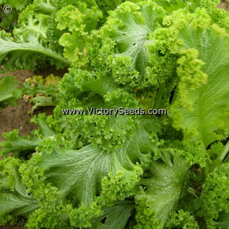 Green Wave (Greenwave) Mustard Greens