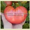 Wood's Famous Brimmer Tomato