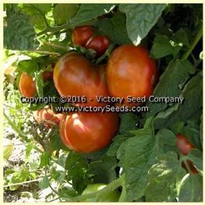 Tasmanian Chocolate Tomato