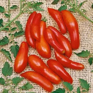 Sausage Tomato