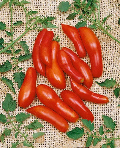 Sausage Tomato