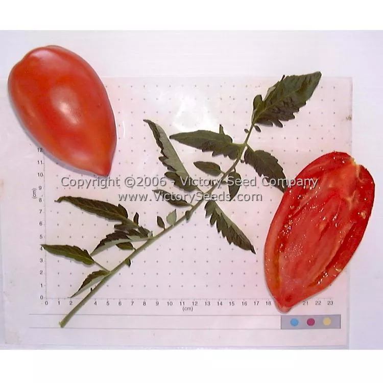 Prue Tomato