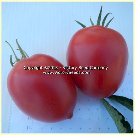 Dwarf Melanie's Ballet Tomato