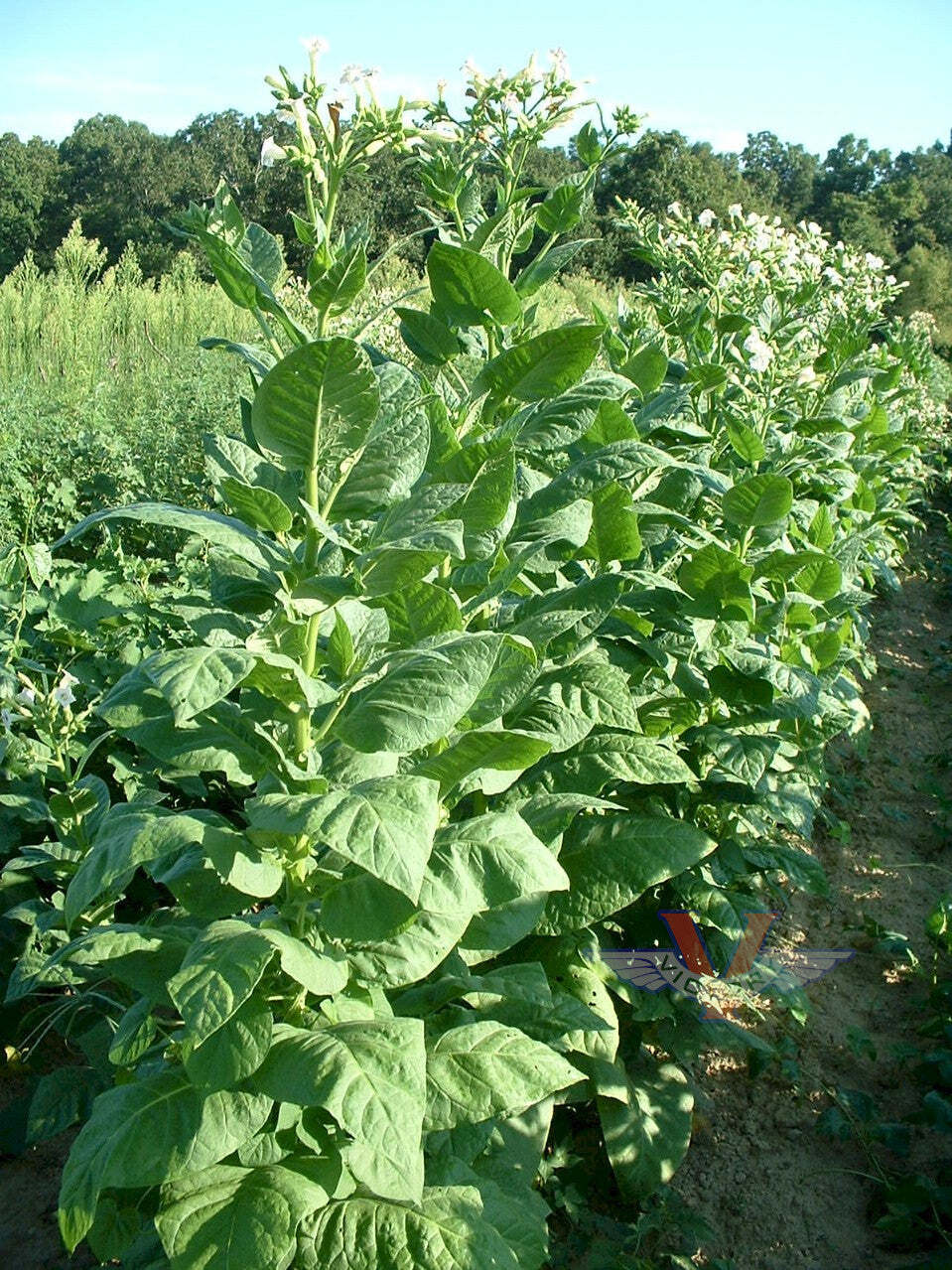 Bafra Tobacco