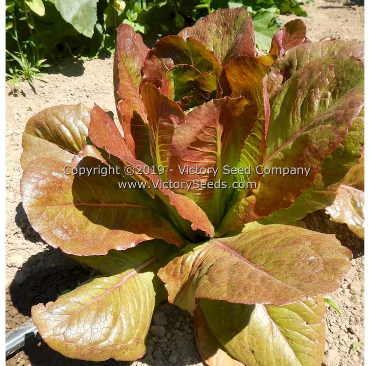 Rouge d'Hiver Romaine Lettuce
