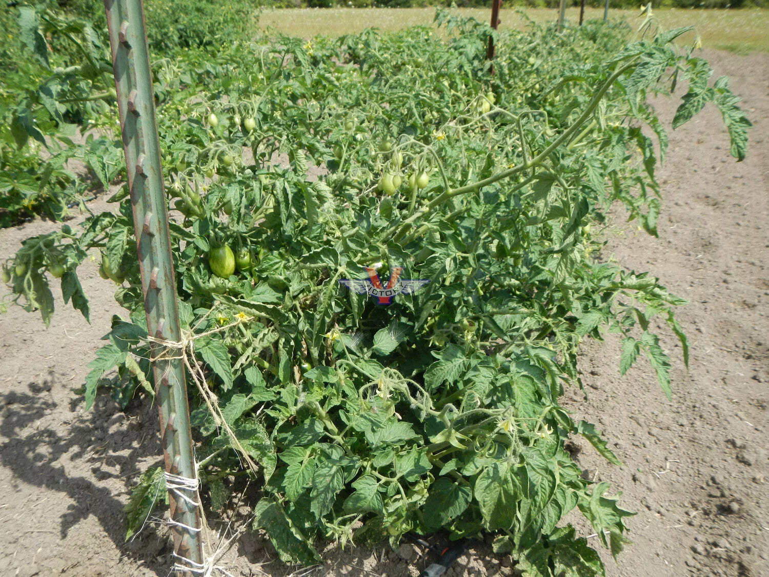 Dwarf Audrey's Love Tomato