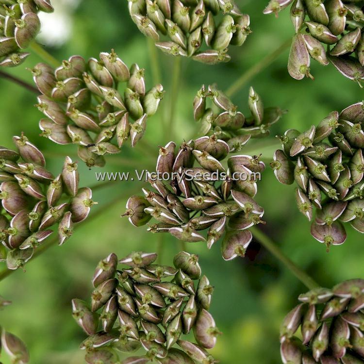 Anise