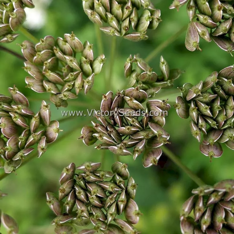 Anise