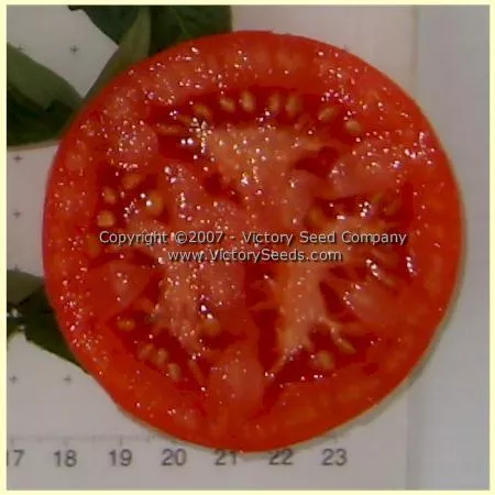 Early Bird Tomato
