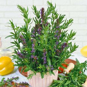 Hyssop (Hyssopus officinalis)