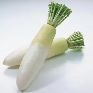 Chinese White Winter Radish