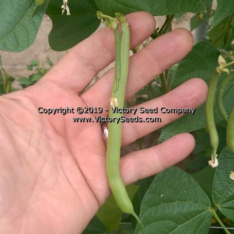 George's Fowler Pole Green Garden Bean
