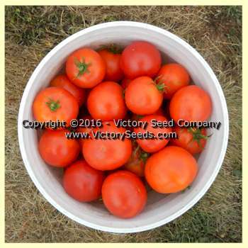 Break O' Day Tomato