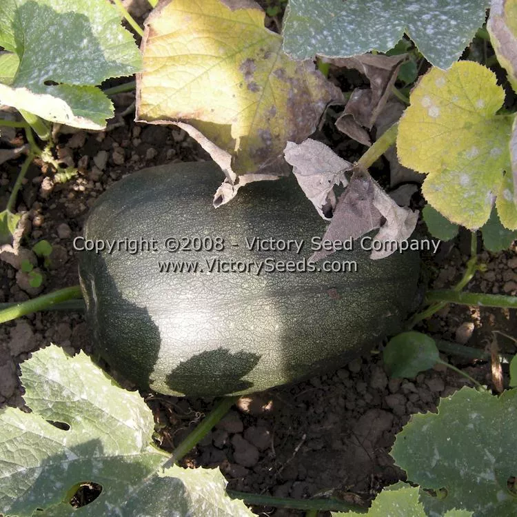Tatume Summer Squash