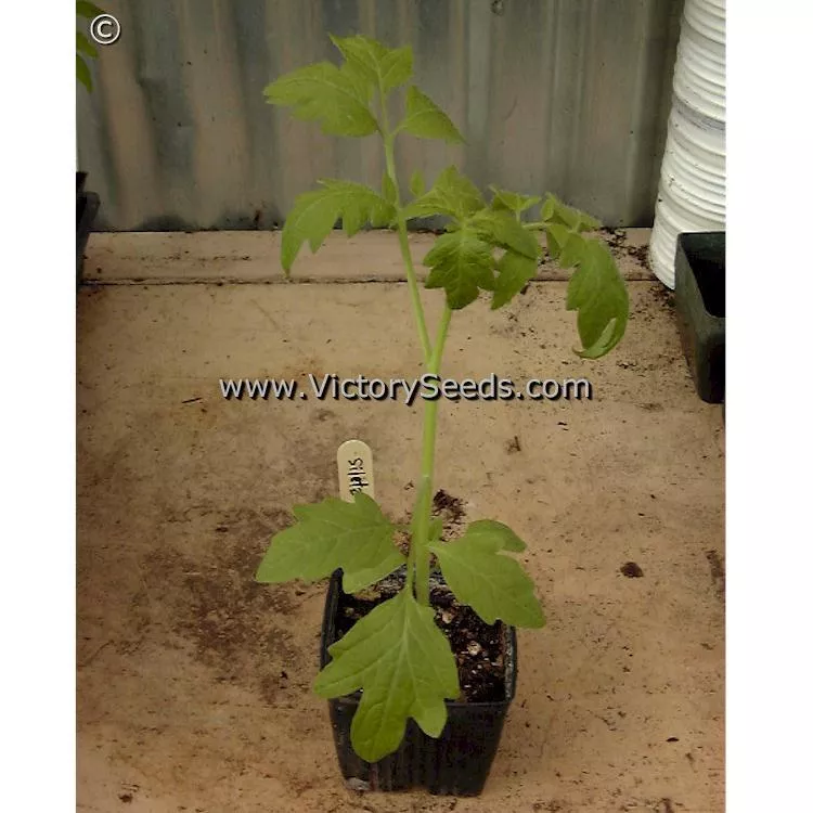 Siletz Tomato