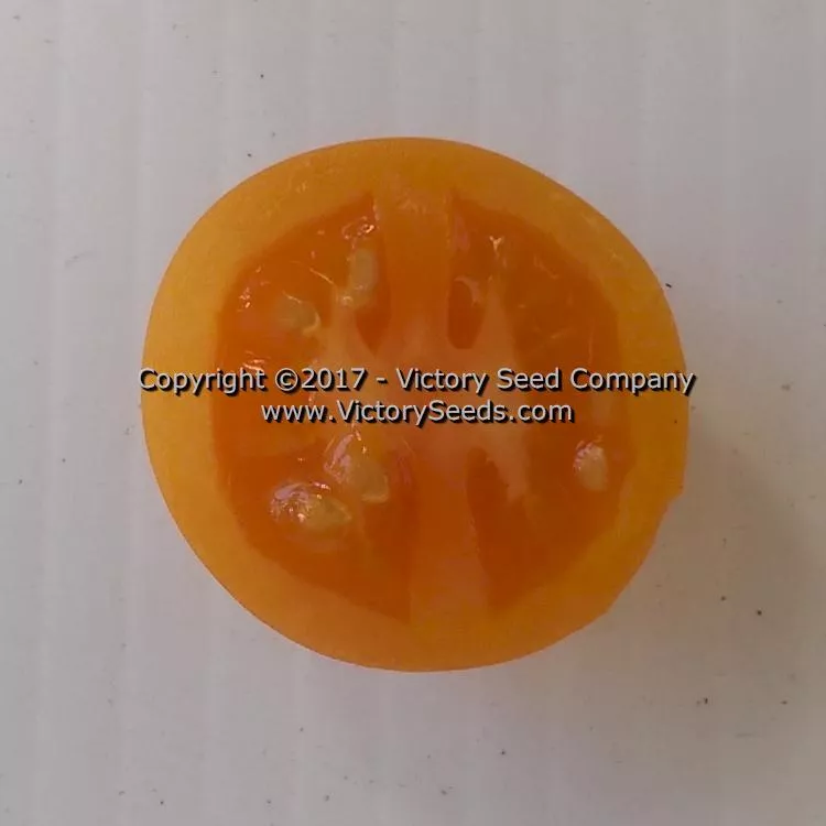 Jaune Flammée Tomato