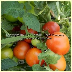 Maja Tomato