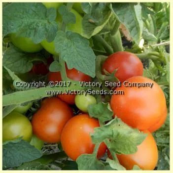 Maja Tomato