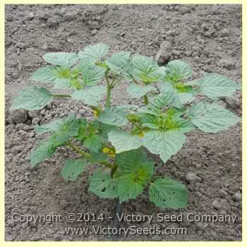 Mountain Pima Tomatillo