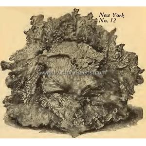 New York 12 Lettuce
