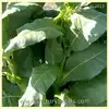 Comstock Spanish Tobacco