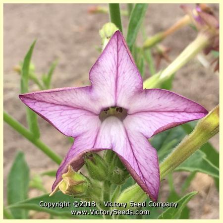 Affinis Tobacco