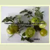 Dwarf Beryl Beauty Tomato