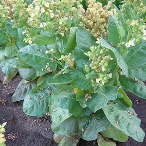 Limonka Rustica (Lemon) Tobacco