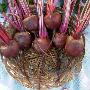 Early Wonder Tall Top Beet