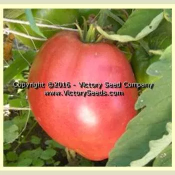 Anna Maria's Heart Tomato