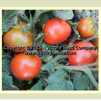 Kangaroo Paw Brown Tomato