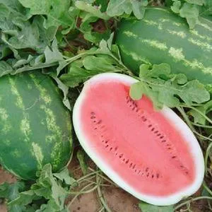 Allsweet Watermelon