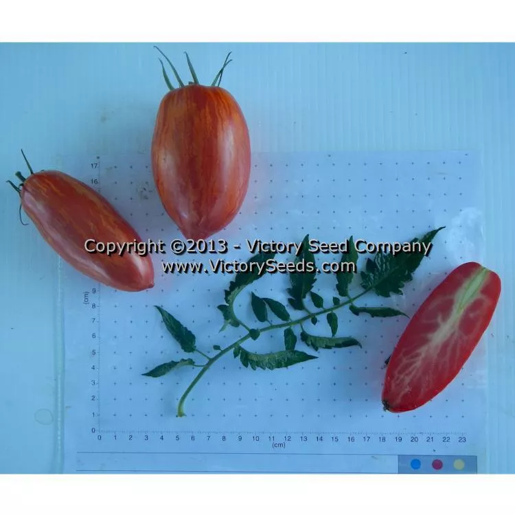 Speckled Roman Paste Tomato