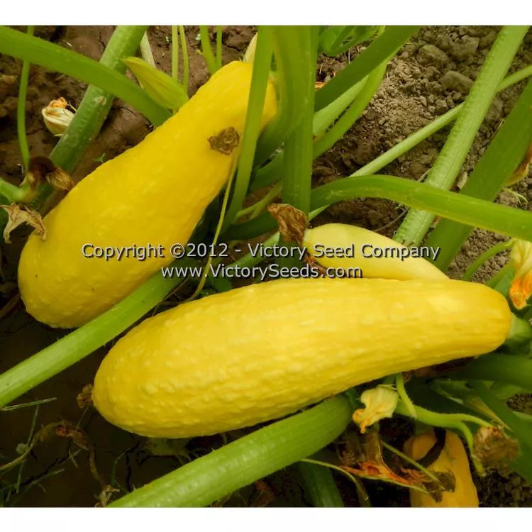 Early Prolific Straightneck Summer Squash