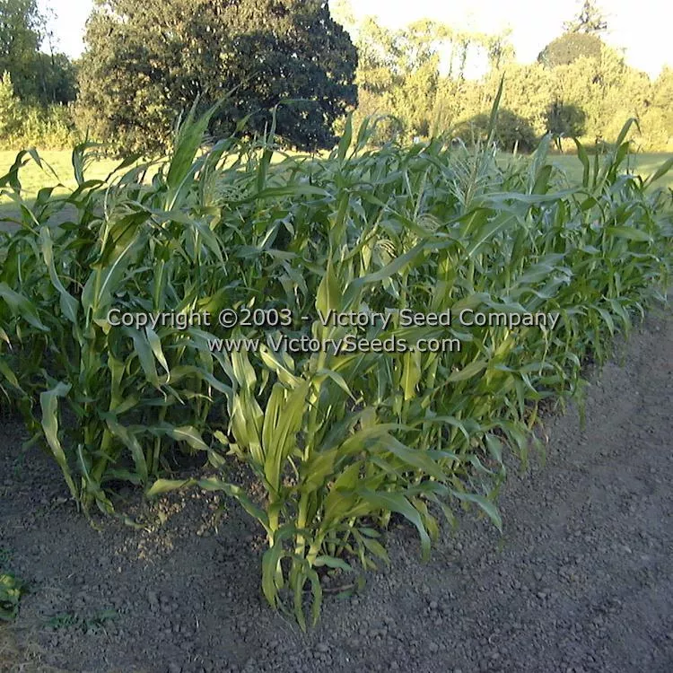 Sunshine Sweet Corn