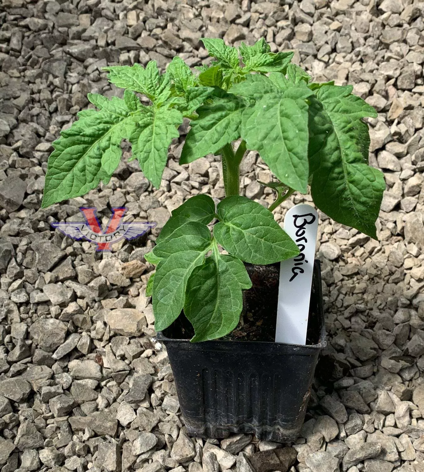 Boronia Tomato