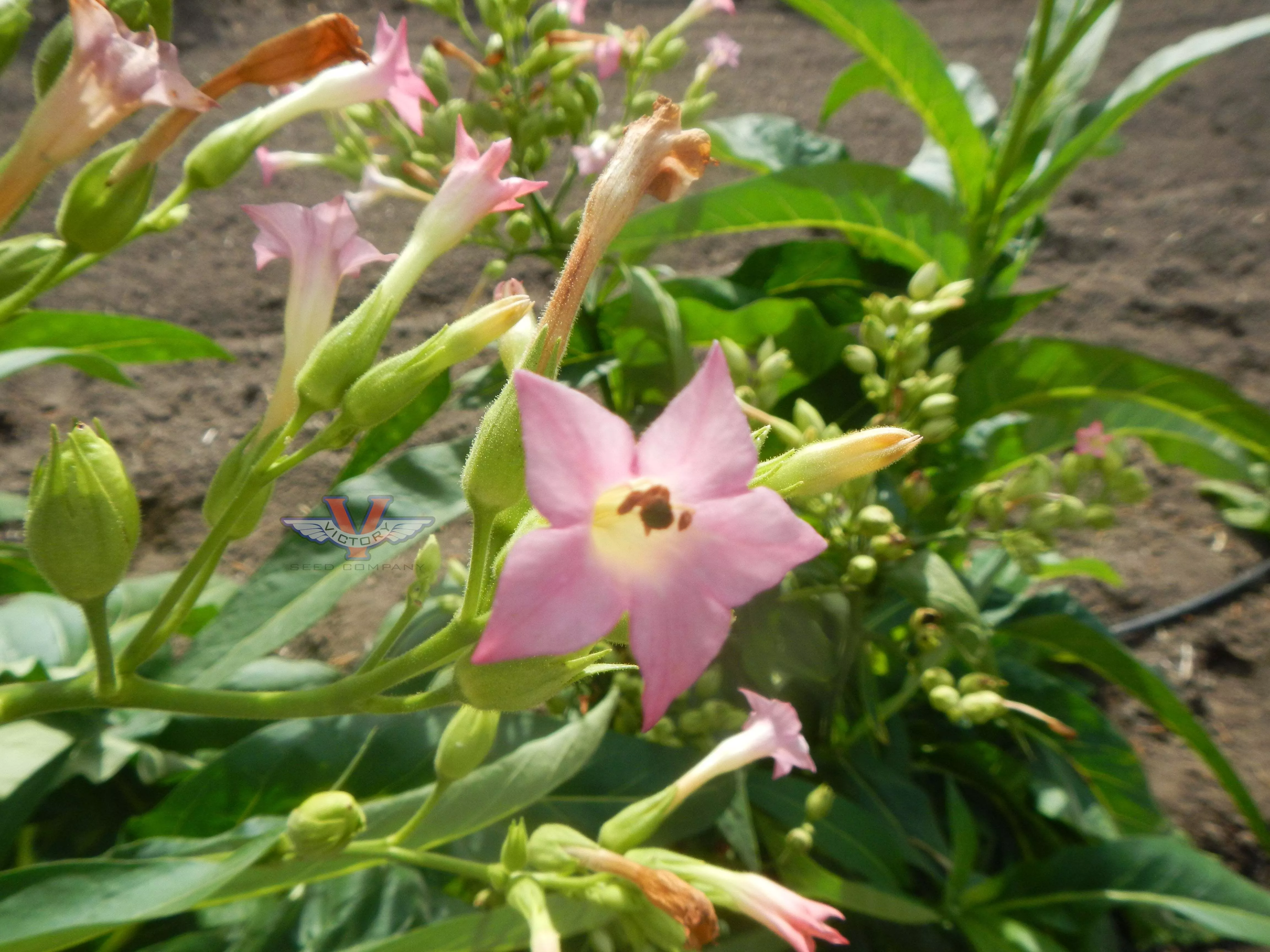 Little Hill Tobacco