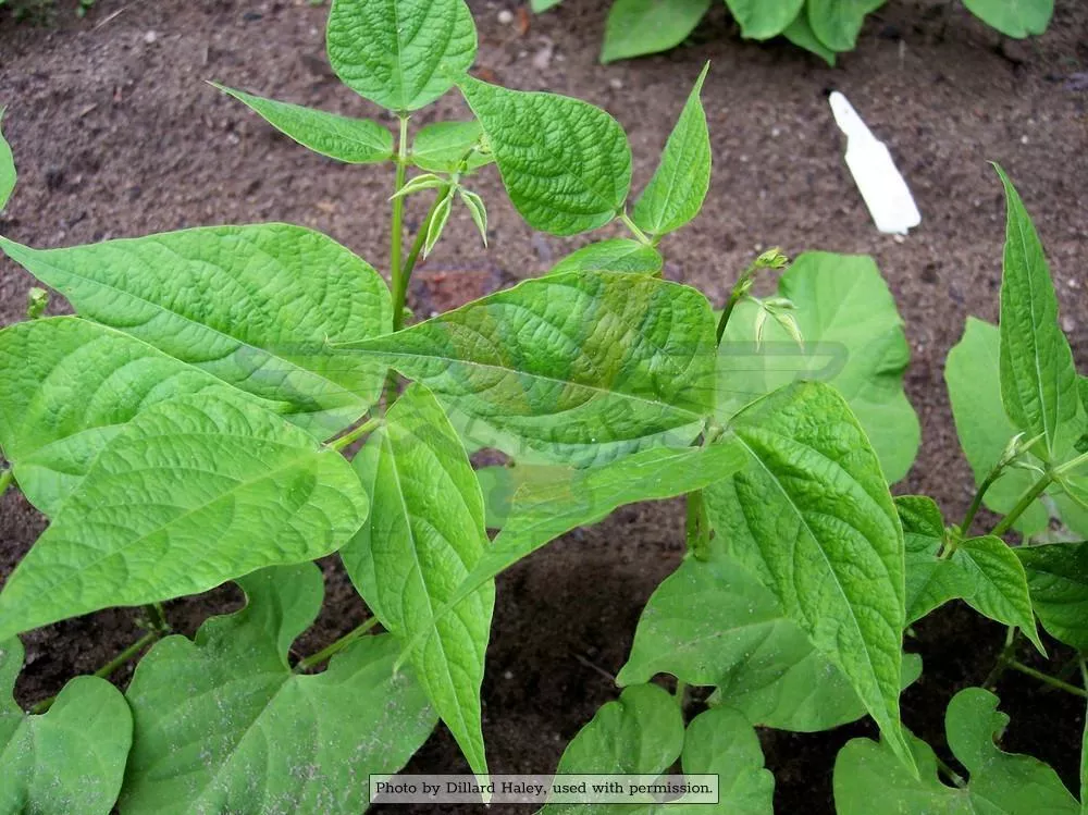 Landreth's Stringless Bush Green Garden Bean