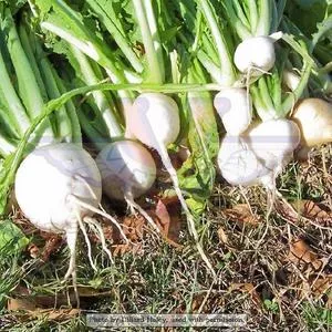 Shogoin (Japanese Foliage) Turnip