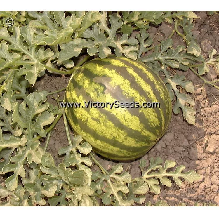 Early Crimson Treat Watermelon