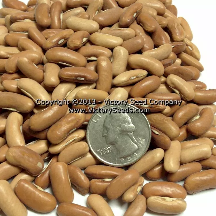 Spartan Arrow Garden Bean