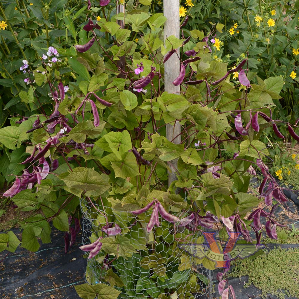Hyacinth Bean, Purple