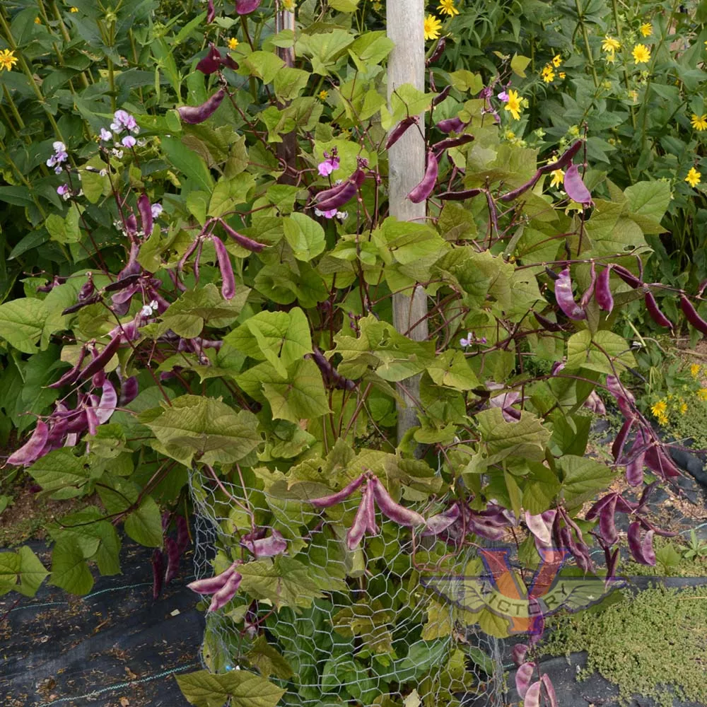 Hyacinth Bean, Purple