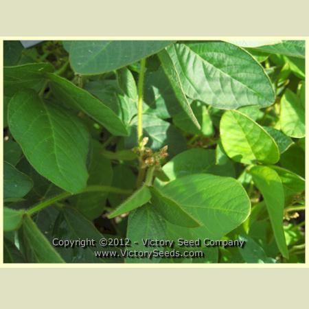 Tengamine Soybean